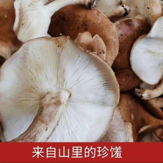 绥阳县贵州高山特产农家马桑菌食用菌干菌1斤装