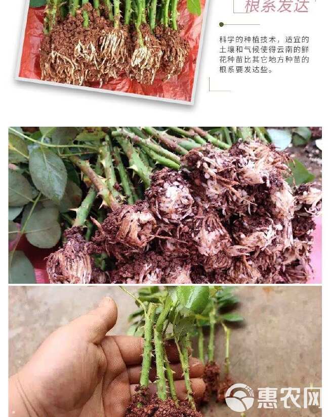 云南昆明基地直供【骄傲】大花月季小苗扦插苗鲜切花种苗四季开花