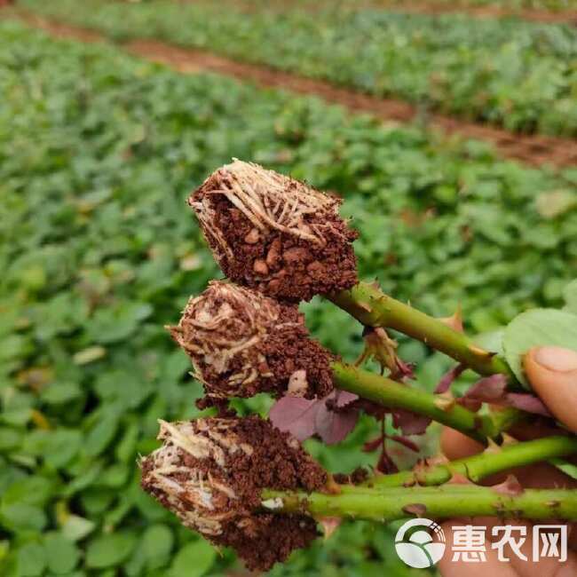 云南昆明基地直供【骄傲】大花月季小苗扦插苗鲜切花种苗四季开花