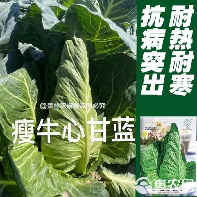 瘦尖牛心甘蓝种子耐热耐寒高尖牛心甘蓝种子包菜种子牛角型甘蓝