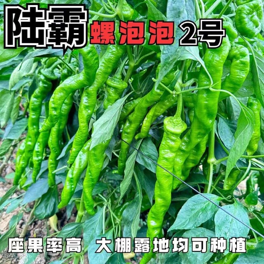 沭阳县陆霸螺泡泡2号辣椒种子全螺螺丝椒种籽无限生长座果率强采收期长
