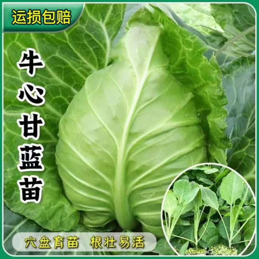 牛心甘蓝苗秧苗包菜卷心苗秋冬耐寒有机蔬菜苗越冬早熟高量卷心菜