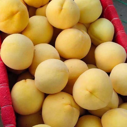 武功县黄金蜜黄桃