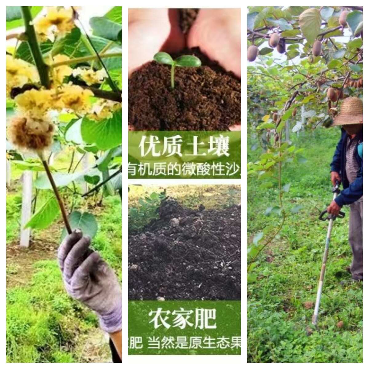 【软糯香甜】陕西眉县徐香绿心猕猴桃当季水果现摘现发整箱包邮