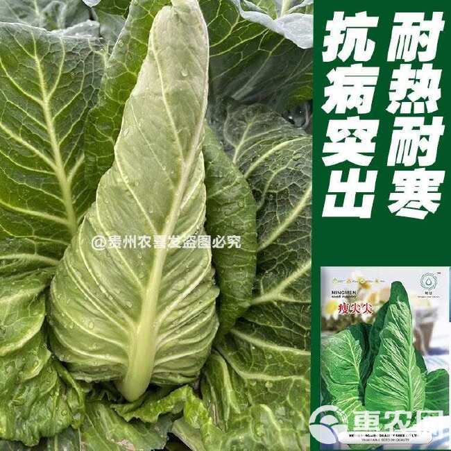 瘦尖牛心甘蓝种子耐热耐寒高尖牛心甘蓝种子包菜种子牛角型甘蓝