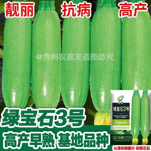 凯里市杂交西葫芦种子绿皮葫芦瓜种孑油亮抗病产量高抗寒越冬早春角瓜