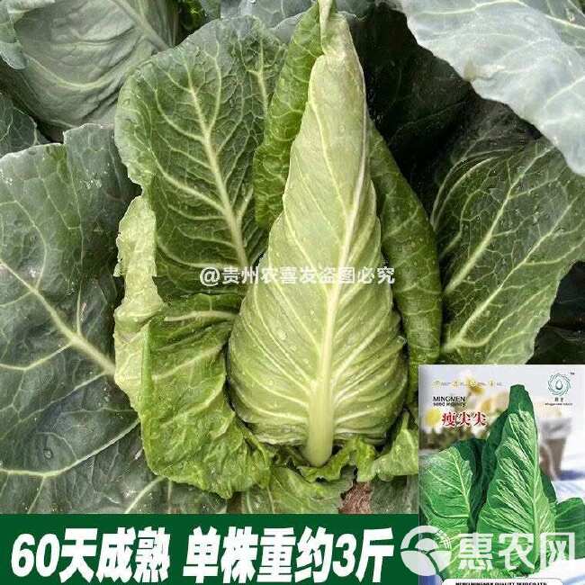 瘦尖牛心甘蓝种子耐热耐寒高尖牛心甘蓝种子包菜种子牛角型甘蓝