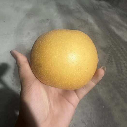 砀山县秋月梨、清甜入口化渣，欢迎各大商超前来合作采购。