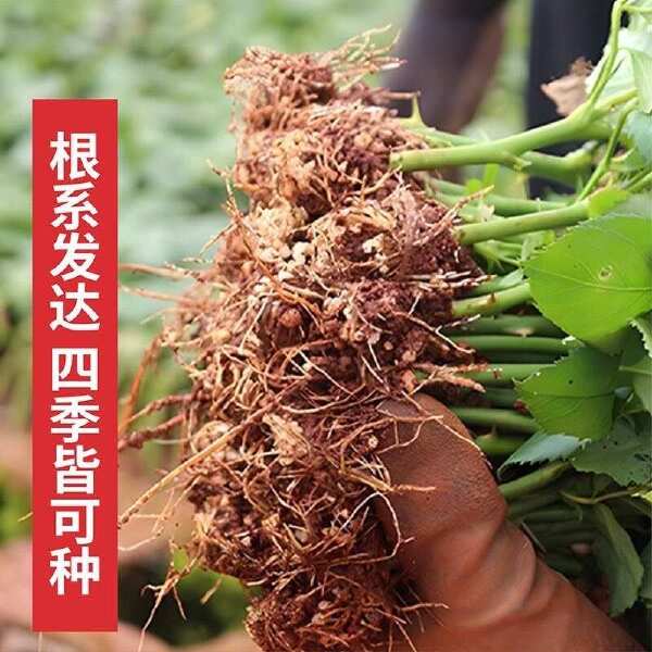 云南昆明基地直供【骄傲】大花月季小苗扦插苗鲜切花种苗四季开花