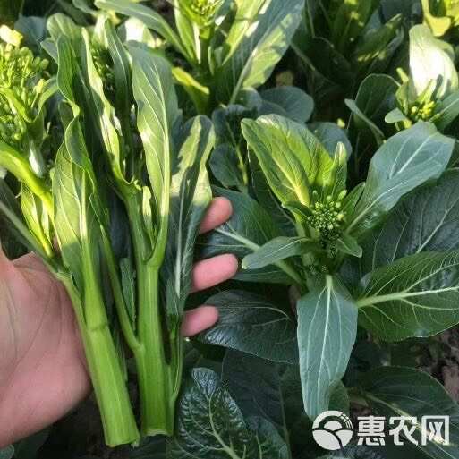 青崎菜心广东油青甜菜心种子四季甜菜心种子蔬菜青菜心蔬菜种子