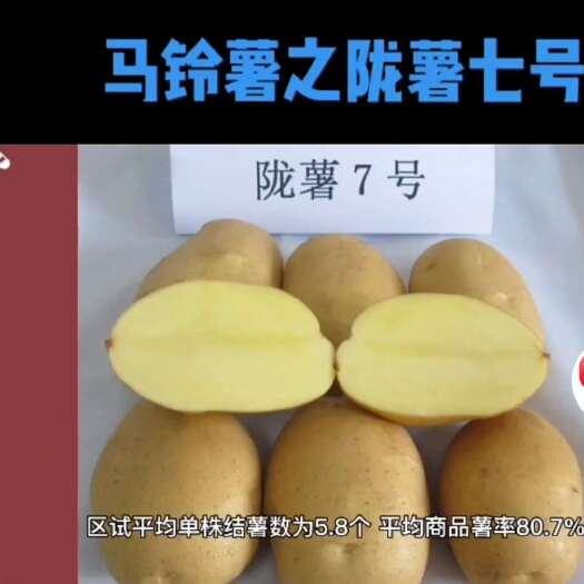 渭源县甘肃定西沙地土豆  ，