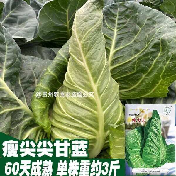 瘦尖牛心甘蓝种子耐热耐寒高尖牛心甘蓝种子包菜种子牛角型甘蓝