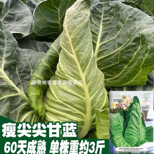 凯里市瘦尖牛心甘蓝种子耐热耐寒高尖牛心甘蓝种子包菜种子牛角型甘蓝