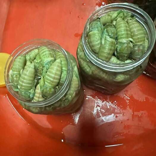 龙游县金蝉