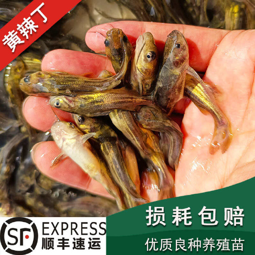 湖州黄颡鱼黄骨鱼黄刺鱼黄辣丁昂刺鱼黄鸭叫活体淡水鱼苗水产养殖食用