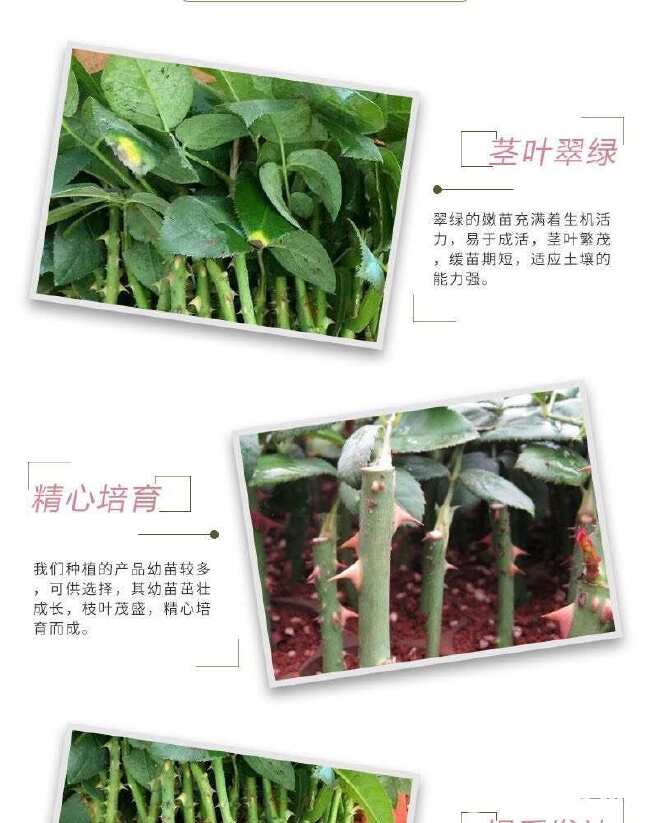 云南昆明基地直供【骄傲】大花月季小苗扦插苗鲜切花种苗四季开花