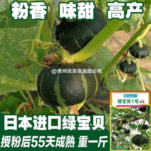 广良日本绿贝贝南瓜种子贝贝南瓜种子籽板栗味甘面甜基地种植