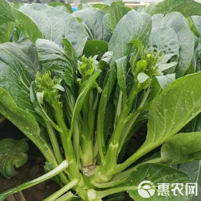 青崎菜心广东油青甜菜心种子四季甜菜心种子蔬菜青菜心蔬菜种子