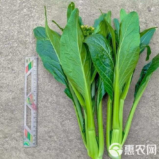 青崎菜心广东油青甜菜心种子四季甜菜心种子蔬菜青菜心蔬菜种子