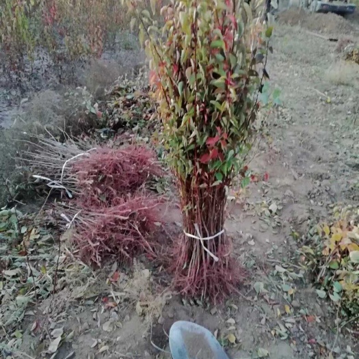 蔚县杏树苗油松杯苗