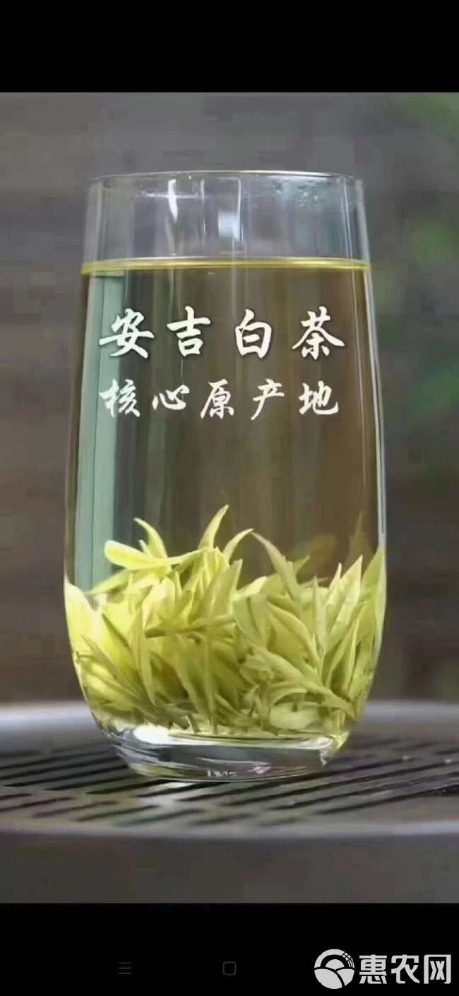 安吉白茶