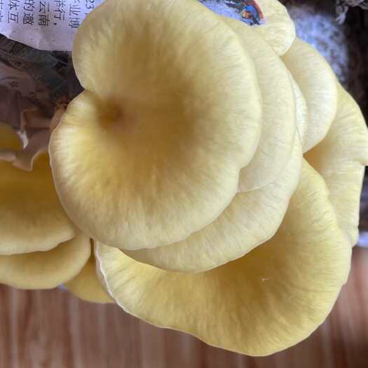 松桃县鸡油菌