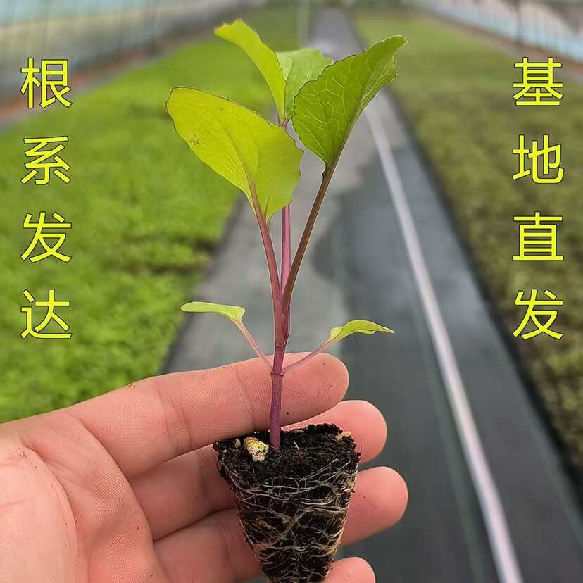 红菜苔秧苗带土穴盘蔬菜种子大全红杆红菜苔新鲜阳台秋冬庭院种植