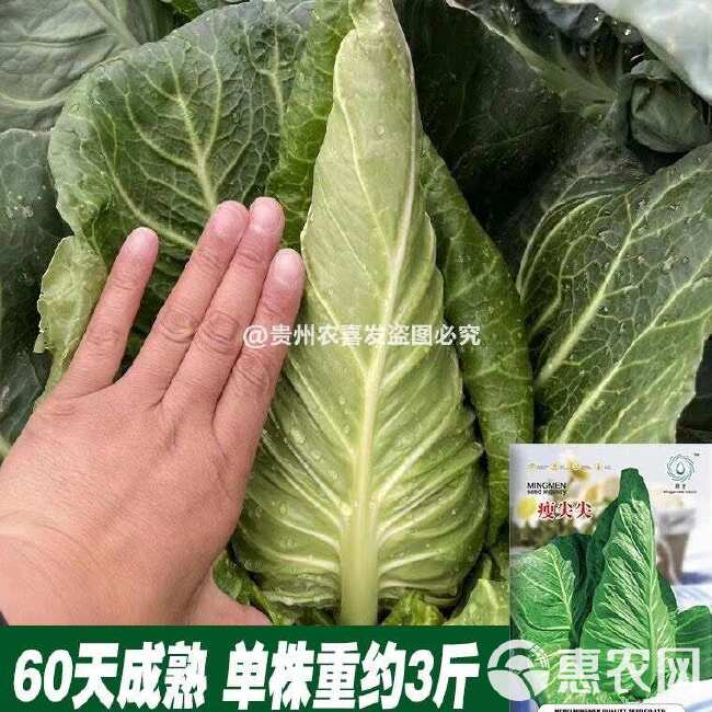 瘦尖牛心甘蓝种子耐热耐寒高尖牛心甘蓝种子包菜种子牛角型甘蓝