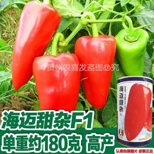 凯里市海迈甜杂尖甜椒椒种子中早熟长圆锥形甜椒种子尖形甜椒种子甜椒种