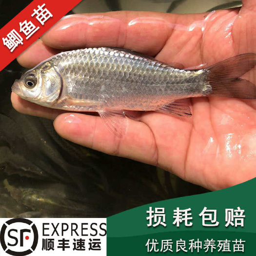 鲫鱼苗中科3号中科三号银鲫大板鲫活体饲料鱼苗淡水养殖特大优惠