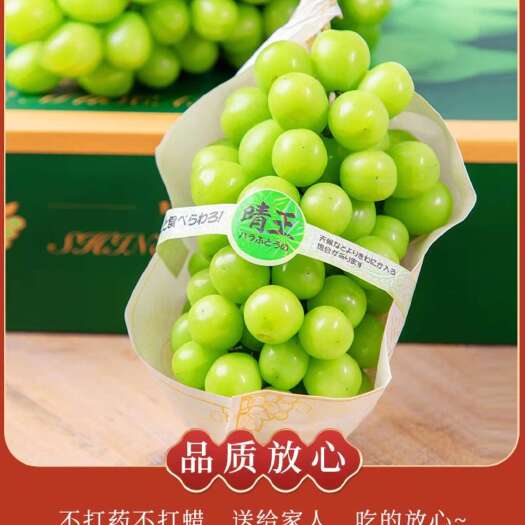 广州阳光玫瑰50斤起批