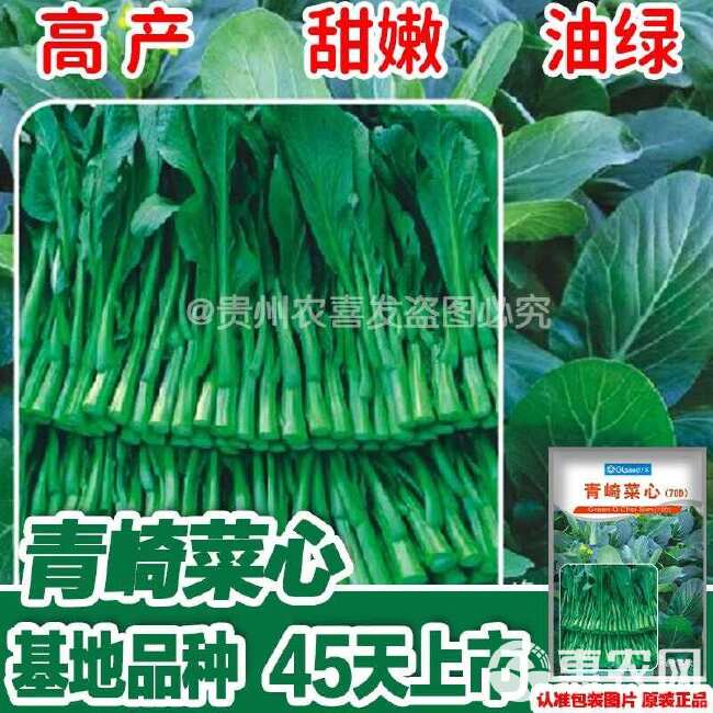 青崎菜心广东油青甜菜心种子四季甜菜心种子蔬菜青菜心蔬菜种子