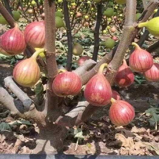 上海本地南汇无花果