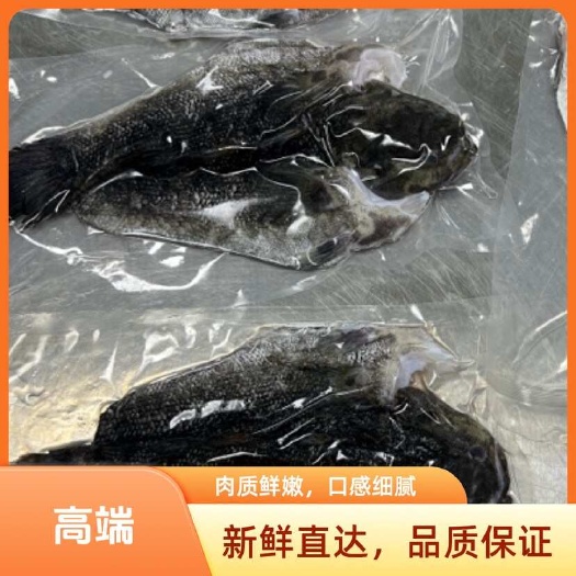 佛山笋壳鱼开肚三去腌制