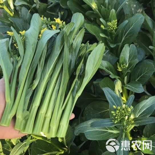 青崎菜心广东油青甜菜心种子四季甜菜心种子蔬菜青菜心蔬菜种子