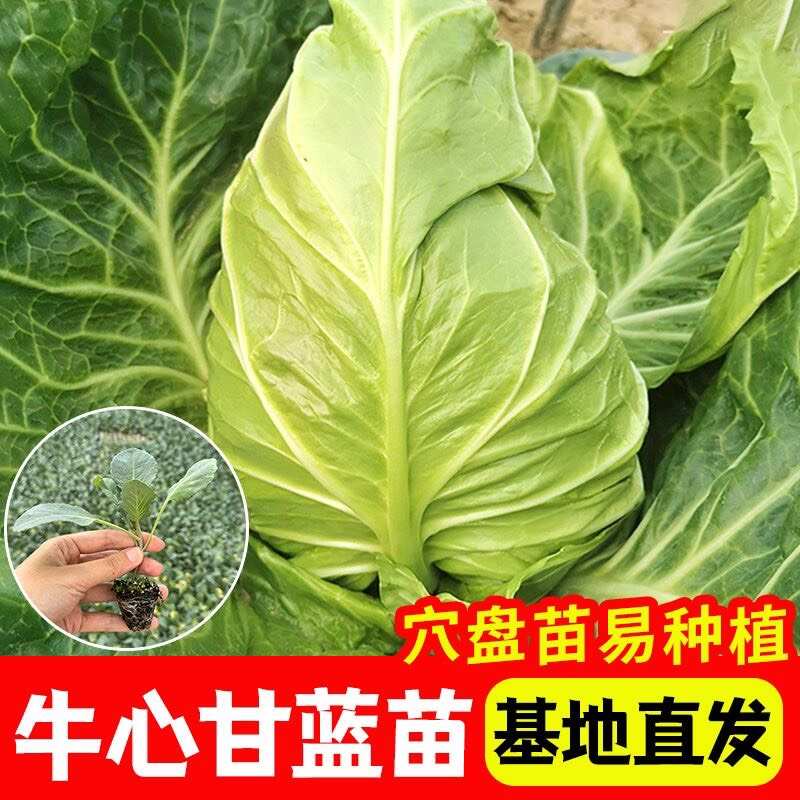 牛心甘蓝苗秧苗包菜卷心苗秋冬耐寒有机蔬菜苗越冬早熟高量卷心菜