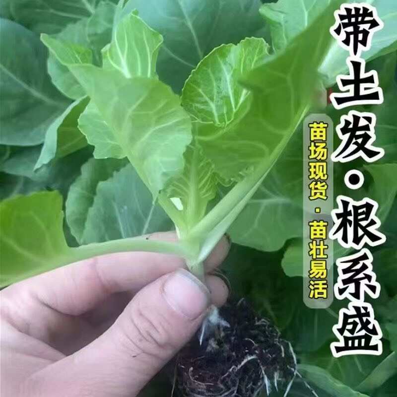 牛心甘蓝苗秧苗包菜卷心苗秋冬耐寒有机蔬菜苗越冬早熟高量卷心菜