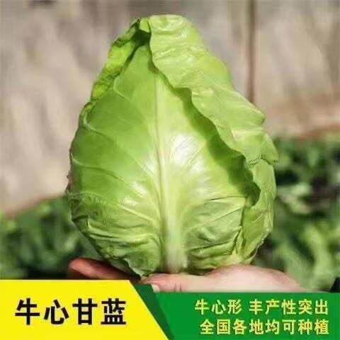 牛心甘蓝苗秧苗包菜卷心苗秋冬耐寒有机蔬菜苗越冬早熟高量卷心菜