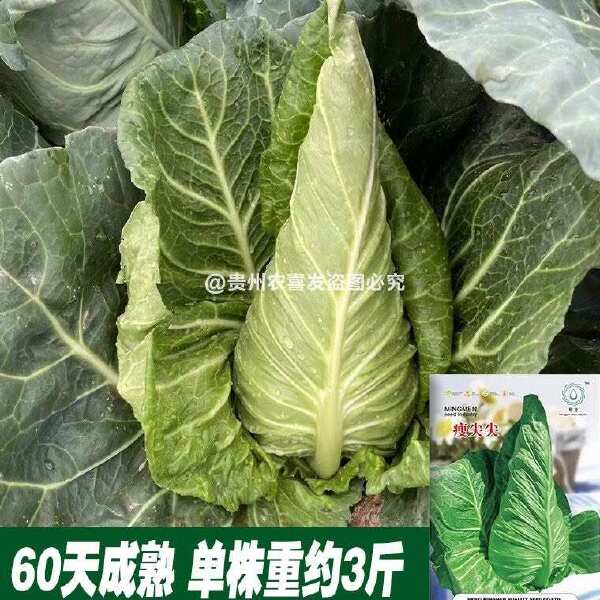 瘦尖牛心甘蓝种子耐热耐寒高尖牛心甘蓝种子包菜种子牛角型甘蓝