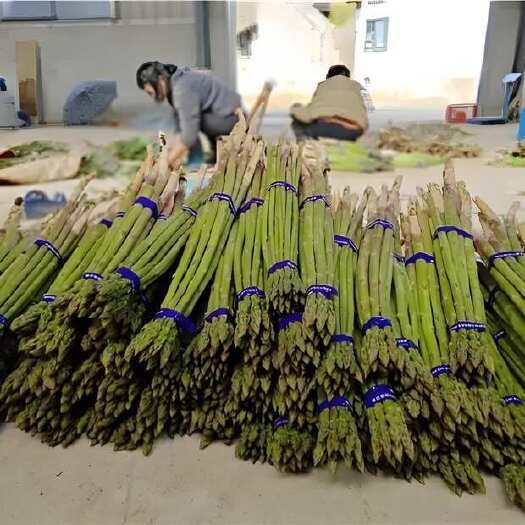 陆良县云南高原芦笋 农家自种 高品质发货 可以批发 需要联系