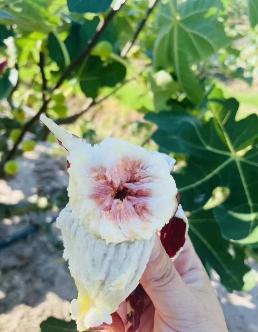 本地南汇无花果