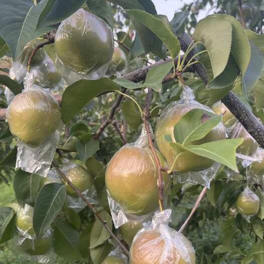 汾西县山西汾西玉露香梨  皮薄 肉厚 无渣  核小  清肺