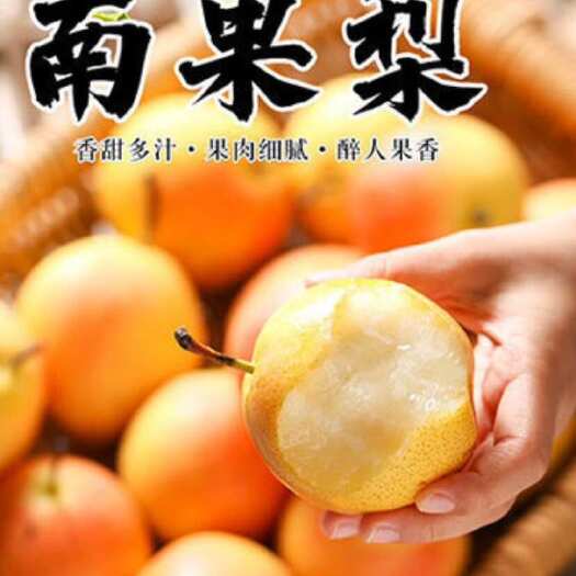 海城市南果梨 大量批发 现摘现发