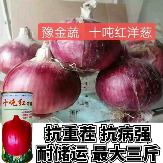 沭阳县十吨红洋葱种子抗病膨球快抗重茬耐储运耐抽苔裂球大果型洋葱种籽