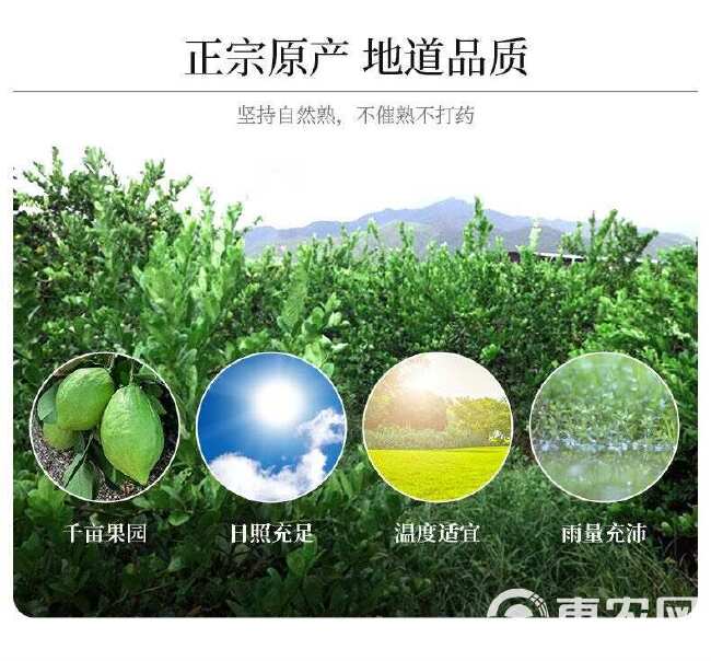 一级广东香水柠檬青柠檬新鲜绿现摘无籽当季奶茶店专用批发价