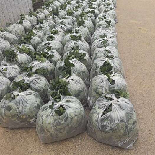 济南济南甜宝草莓苗