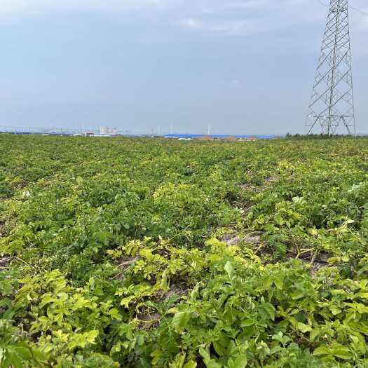 张北县张家口坝上察北牧场优质土豆，近期开圈，品优价低