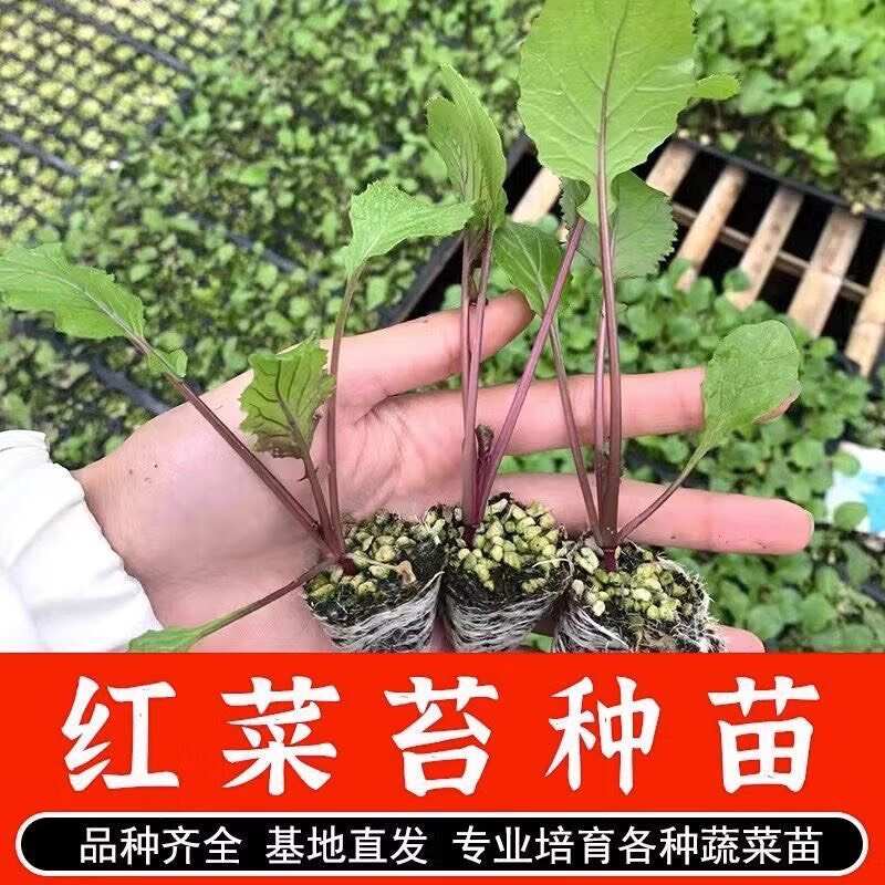 红菜苔秧苗带土穴盘蔬菜种子大全红杆红菜苔新鲜阳台秋冬庭院种植