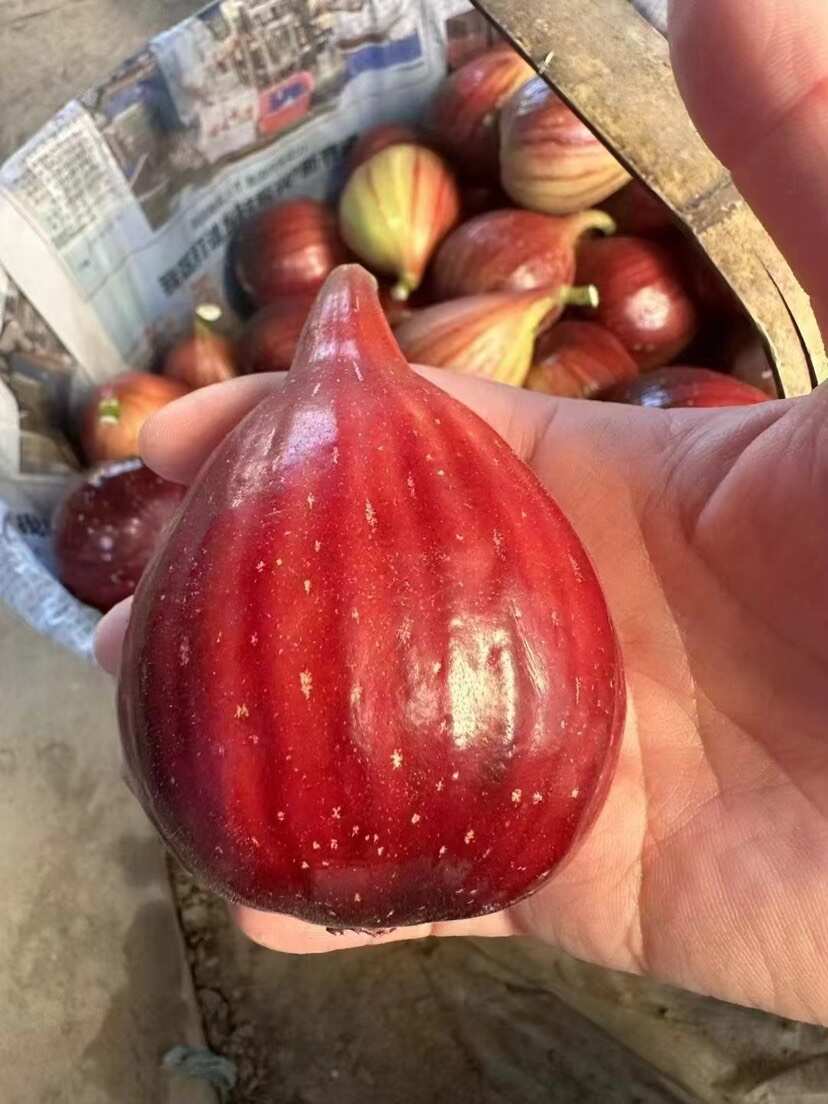 本地南汇无花果