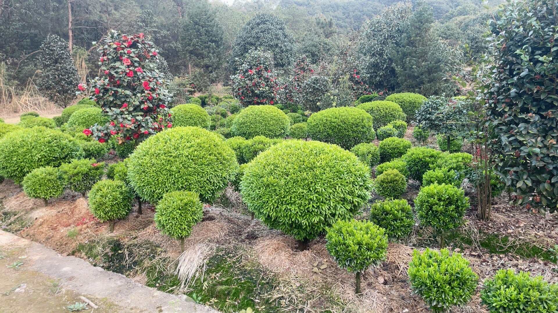 万年青树图片千年矮树图片